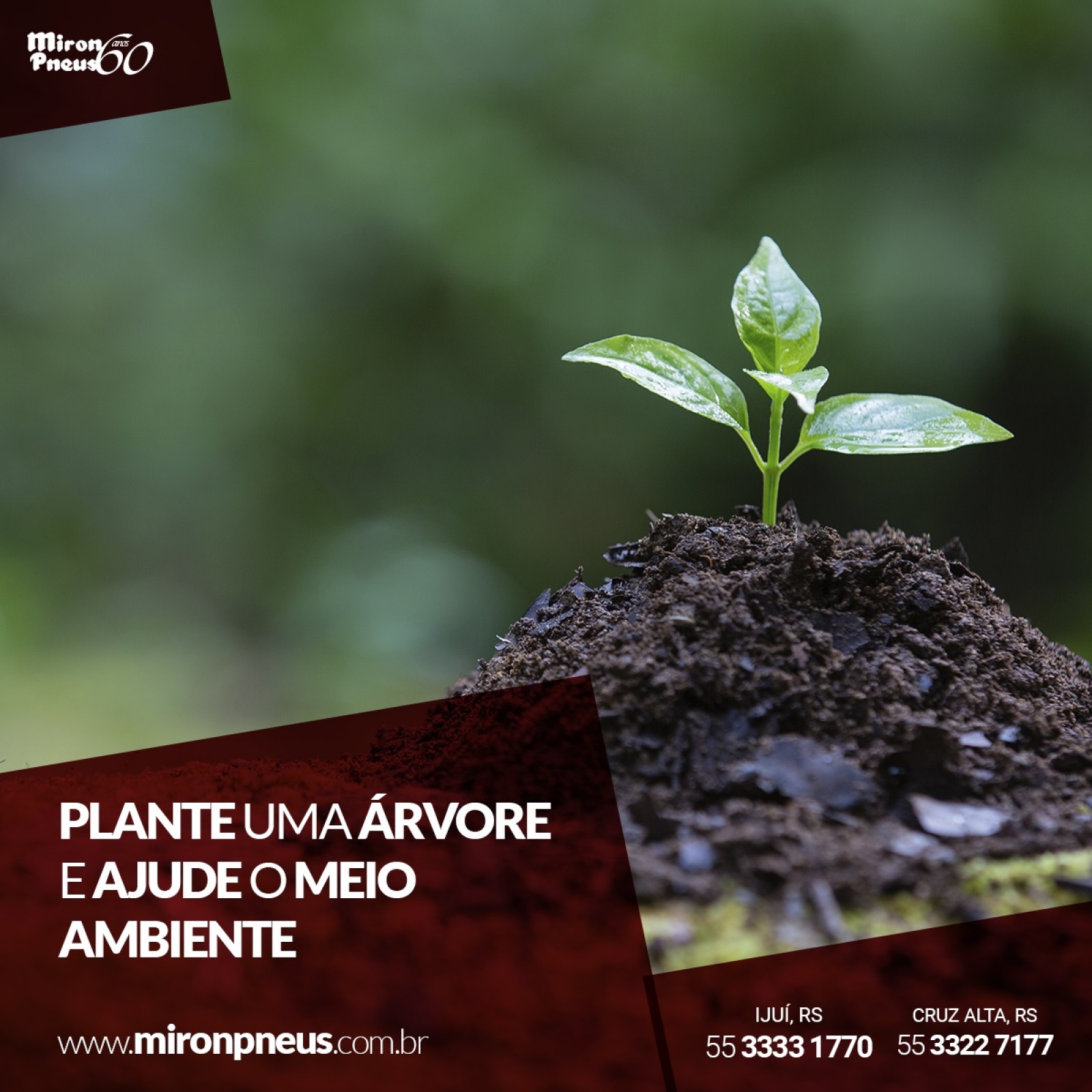 Plante uma árvore e ajude o meio ambiente!